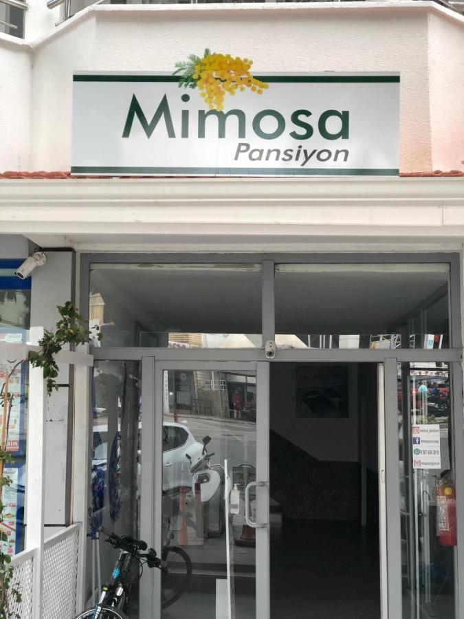 Mimosa Pension كاس المظهر الخارجي الصورة