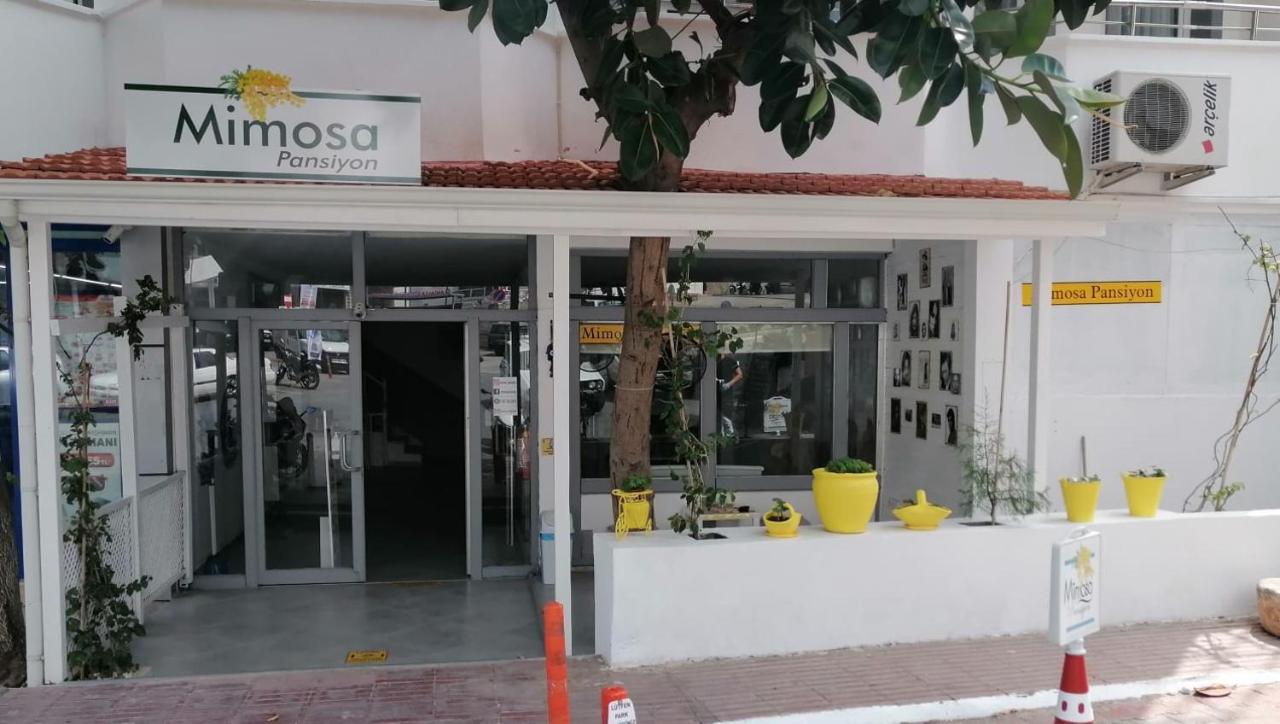 Mimosa Pension كاس المظهر الخارجي الصورة